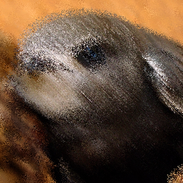 Apus Apus