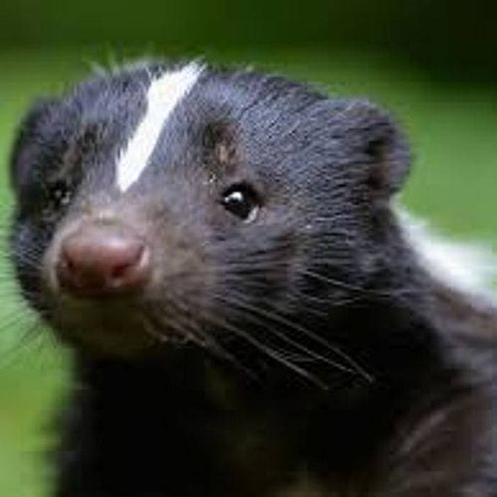 Skunk